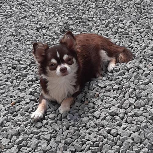 Cacau Liese Techichi - Matriz             
            