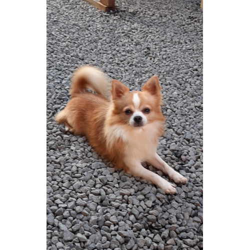 Thor Blu Lucesar  - padreador             
            