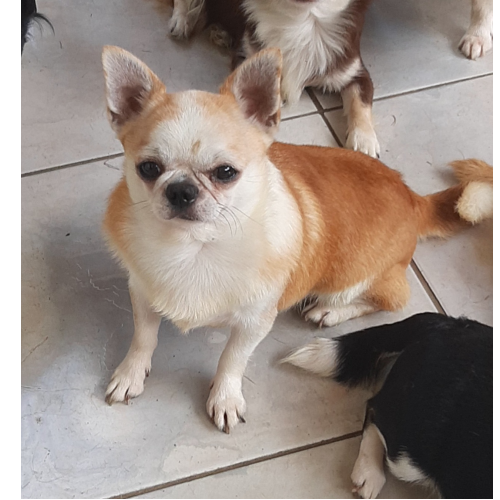 Taco Liese Techichi - Padreador             
            