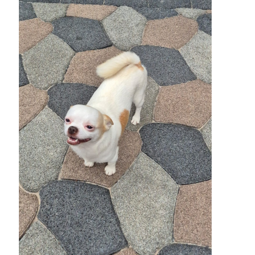 Guto Liese Techichi - Padreador             
            