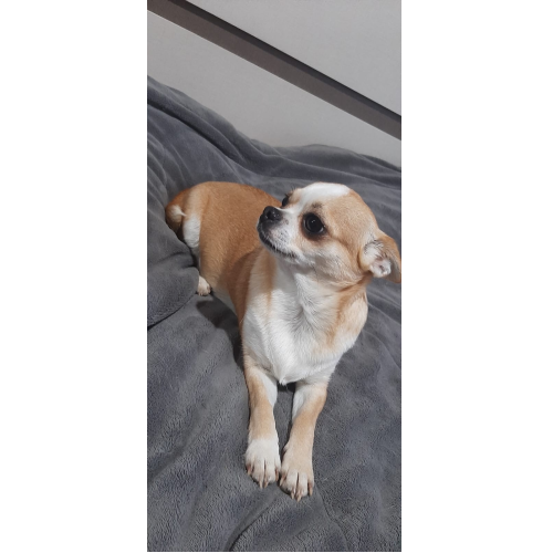 Tina Liese Techichi - Matriz             
            