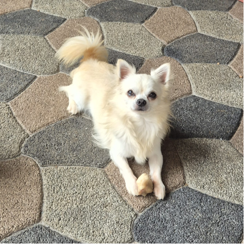 Edgar Blu Lucesar - Padreador             
            