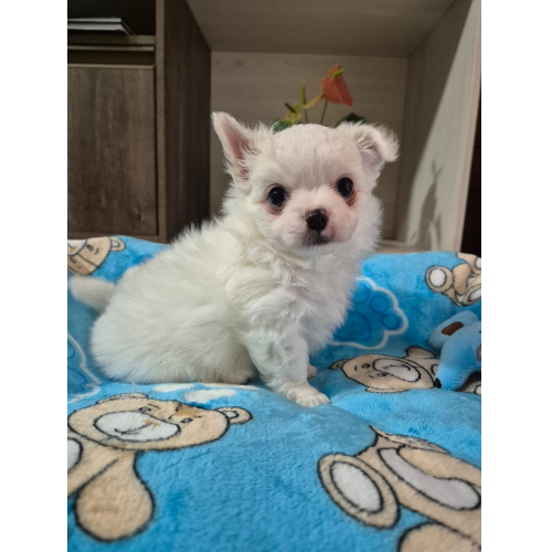 Macho Pelo Longo 