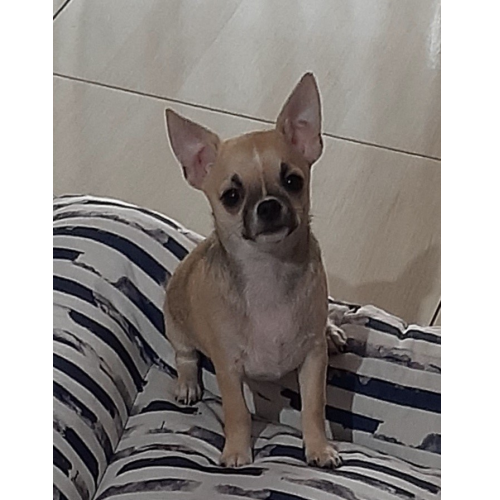 Macho Chihuahua Pelo curto 